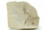 Fossil Cricket, Fly, Horsetail & Seed Pod Plate - Utah #368749-1